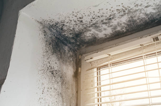 Trusted Mold Inspection service in Newaygo, MI - Cheap Mold Removal