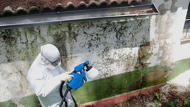 Trusted Crawl Space Mold Removal service in Newaygo, MI - Cheap Mold Removal